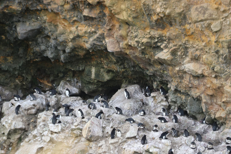 Pingviinit kalliolla