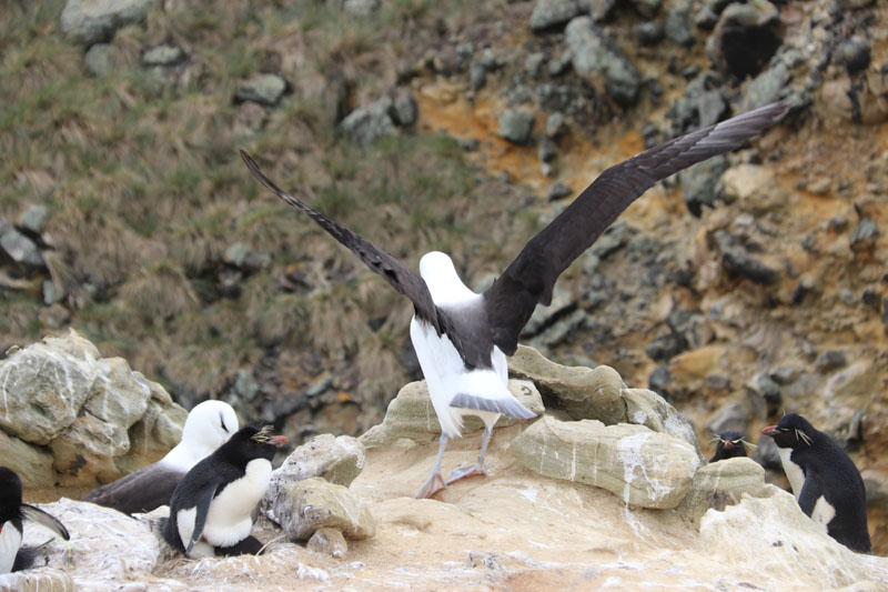 Mustakulma-albatrossi levittelee siipiään