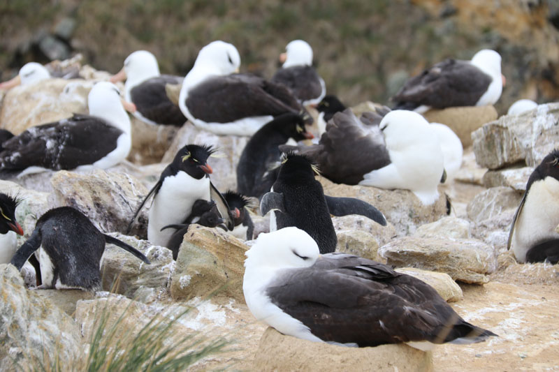 Mustakulma-albatrosseja ja kalliotöyhtöpingviinejä