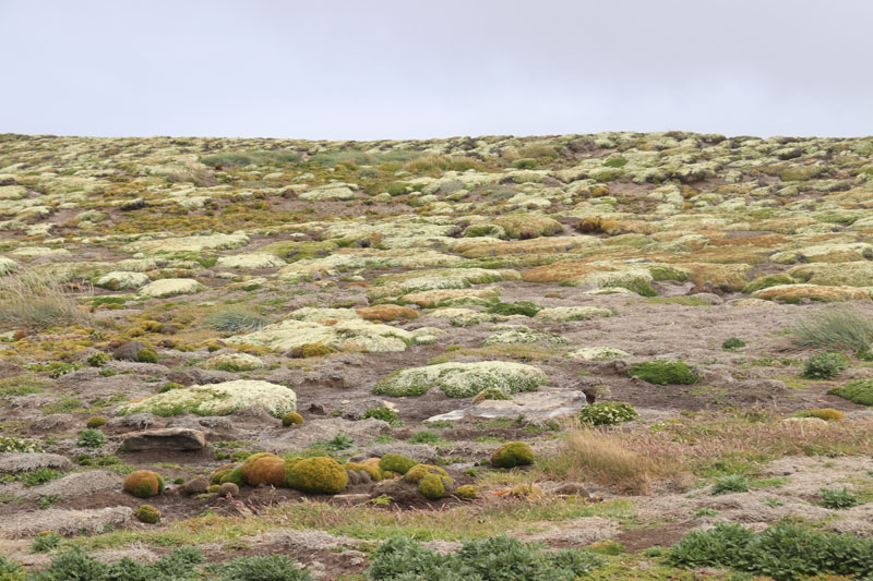 Falklandinsaarten luonto