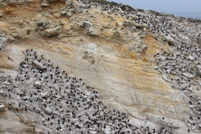 Jättimäinen lintujen pesintäalue Falklandsaarten New Islandilla