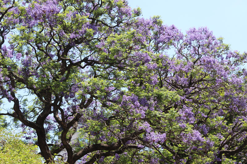 Kukkiva puu Buenos Airesissa