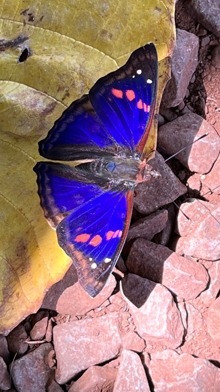 Kaunis perhonen Iguassun kansallispuistossa