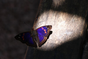Perhonen Iguassulla
