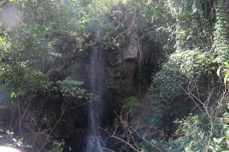 Viidakkoa Iguassun kansallispuistossa