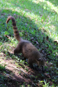 Nenäkarhu eli coati