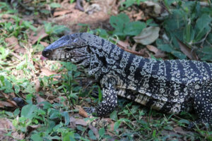 Argentiinalainen tegu (Salvator merianae)