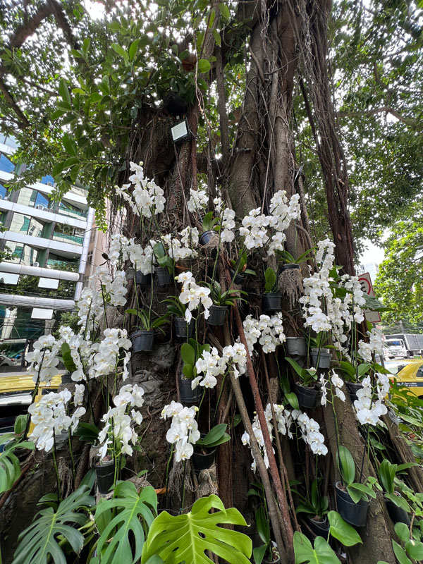 Orkideoja kasvamassa puun rungolla