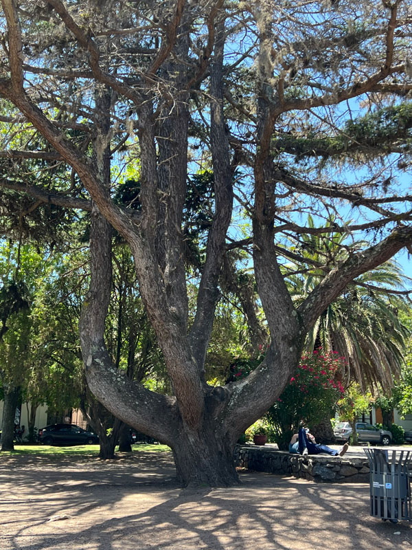 Jättimäinen puu Colonia del Sacramentossa