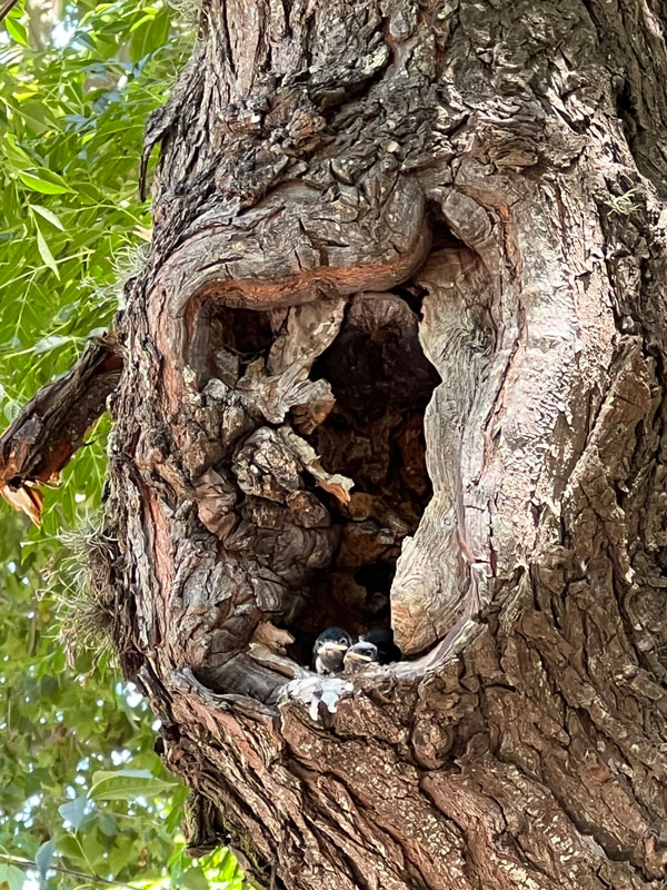 Linnunpesä puussa