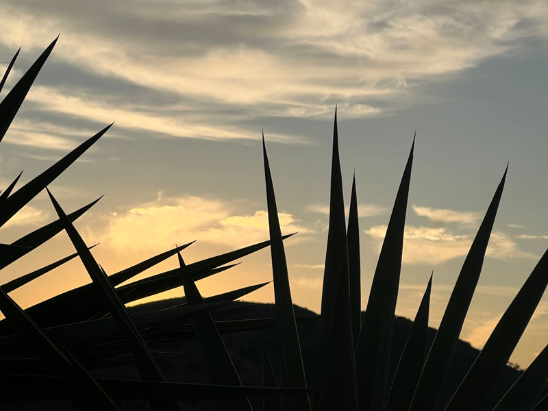 Auringonlasku palmun takaa