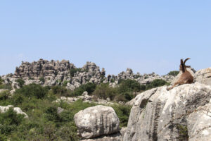 Capra pyrenaica hispanica - Torcal