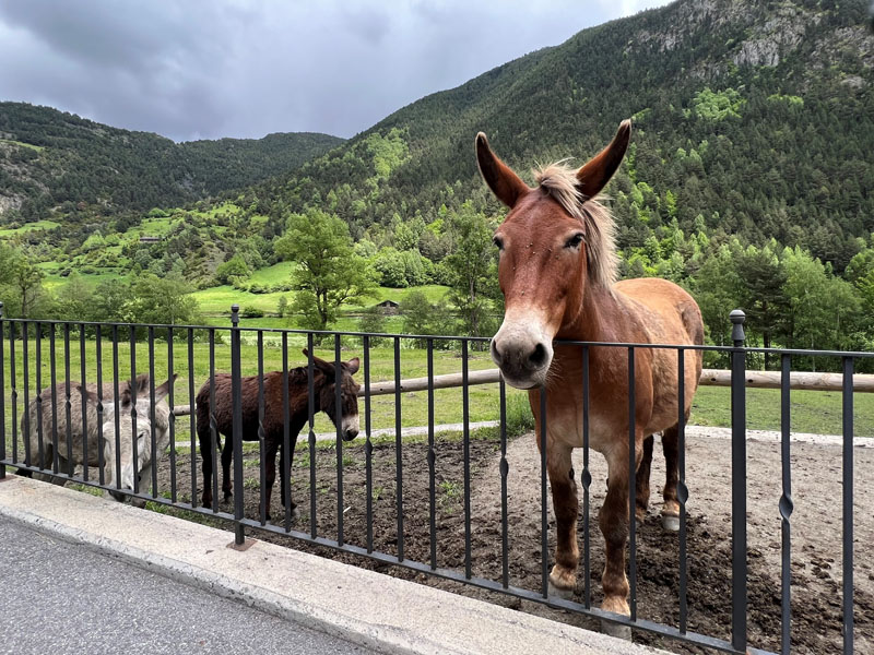 Hevonen ja aaseja Andorrassa
