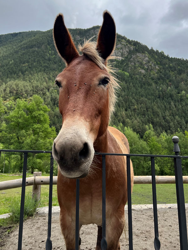 Andorralainen hevonen