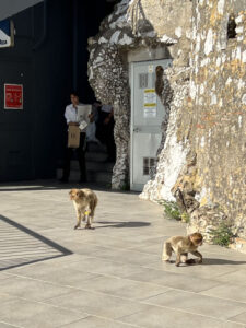 Gibraltarin apinat