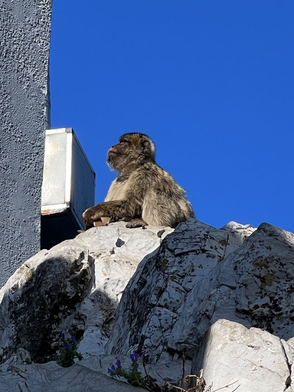 Gibraltarin magotti