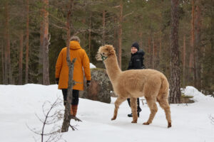 Merikeinun alpakat kävelyllä