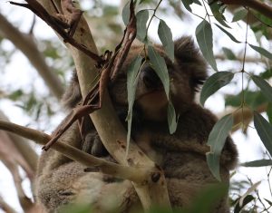 Villi koala nököttämässä eukalyptuspuussa