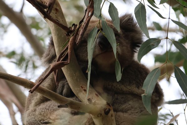 Villi koala nököttämässä eukalyptuspuussa