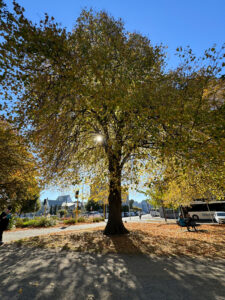 Christchurch, Uusi-Seelanti