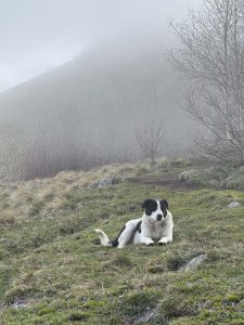 Paimenkoira lyöttäytyi seuraamme vaeltaessamme kavutessamme vuorelle Kaukasuksella