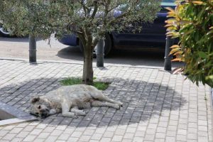 Katukoira lepäämässä puun varjossa