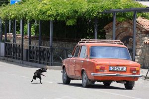 Georgian katukoirilla oli huono taipumus jahdata ja haukkua ohi ajavia autoja