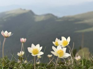 Kylmänkukkia Dolomiiteilla