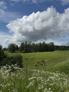 Lehmiä laitumella Häntälän notkoilla