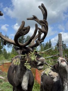 Missä Petteri Punakuono viettää kesälomansa? Tietenkin Rajala Ranchilla!