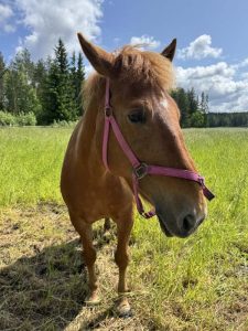 Suomenhevonen Rajala Ranchilla