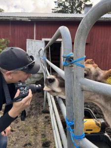 Rajala Ranchin lehmä yrittää tehdä lähempää tuttavuutta