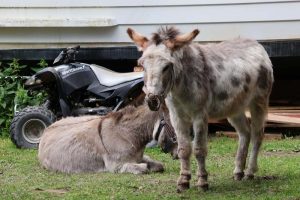 Rajala Ranchin aasit ovat leppoisia kavereita