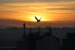 Lintu Istanbulin iltataivaalla
