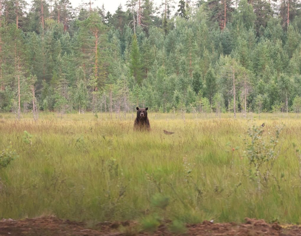 Susi- ja karhukojuilla Kuhmossa 9 Susi- ja karhukojuilla Kuhmossa