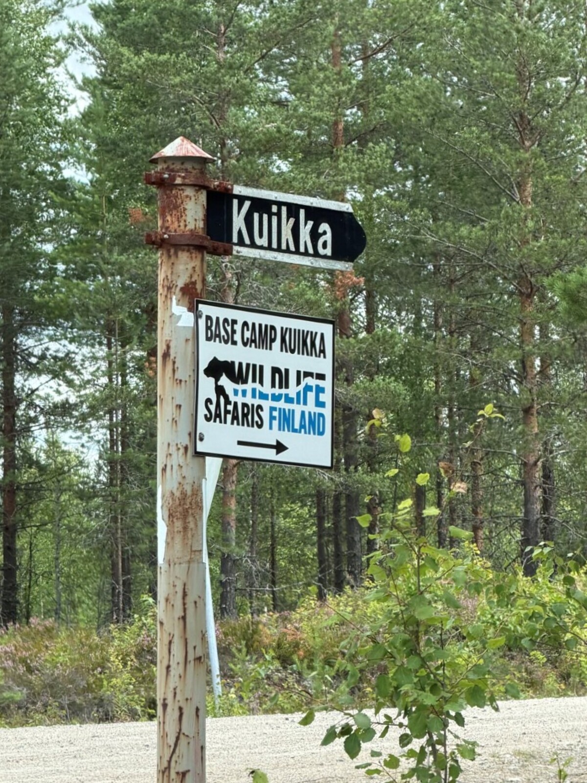 Susi- ja karhukojuilla Kuhmossa 11