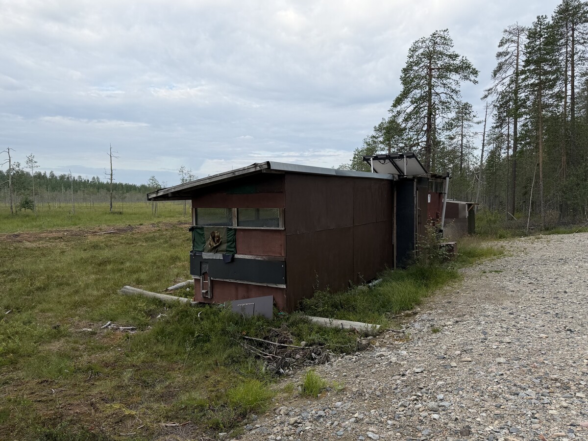 Susi- ja karhukojuilla Kuhmossa 18