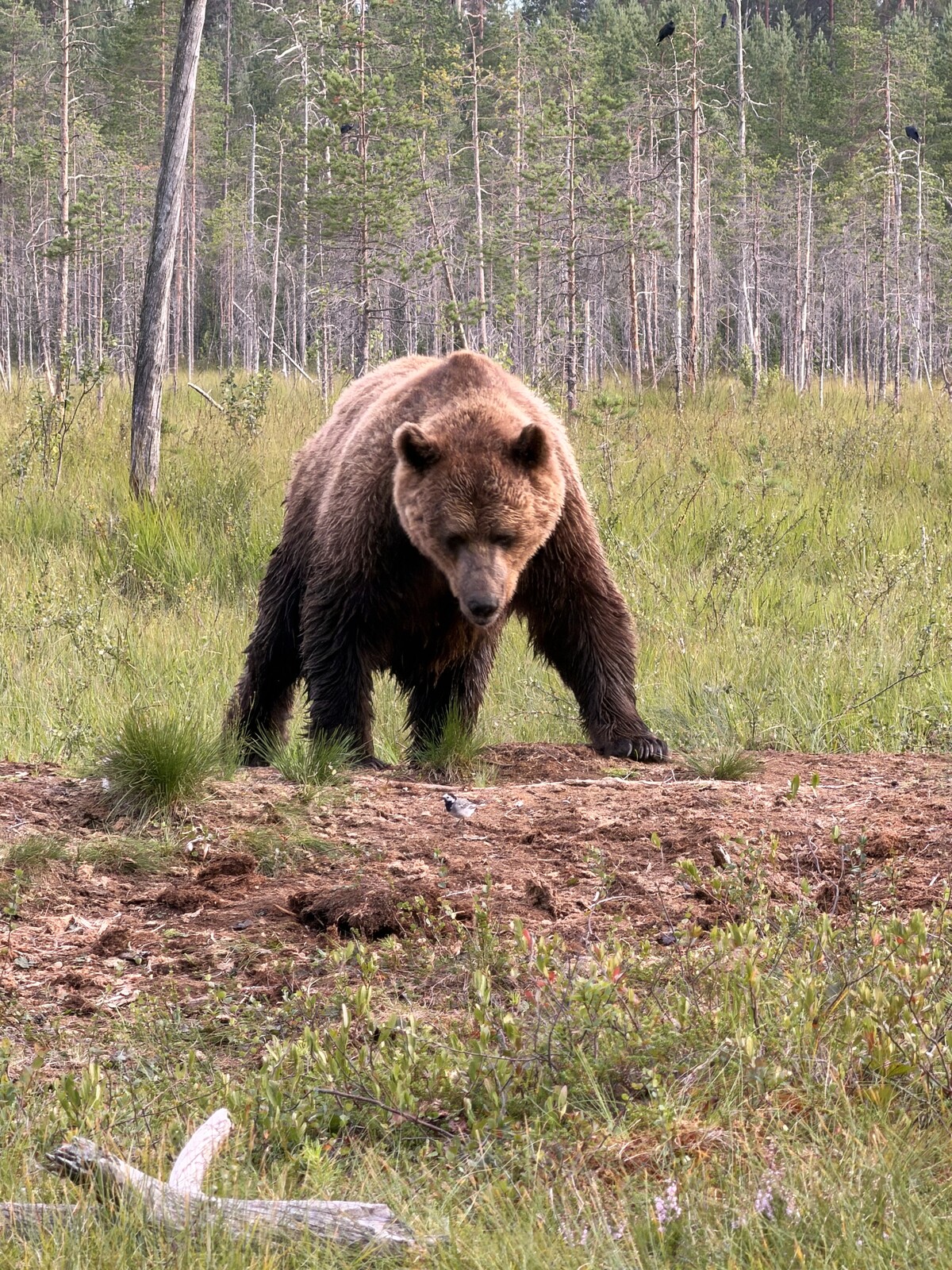 Susi- ja karhukojuilla Kuhmossa 22
