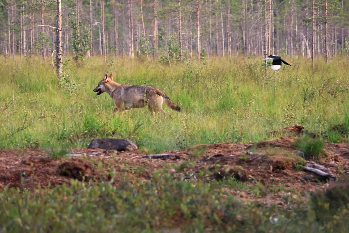 Susi- ja karhukojuilla Kuhmossa 24