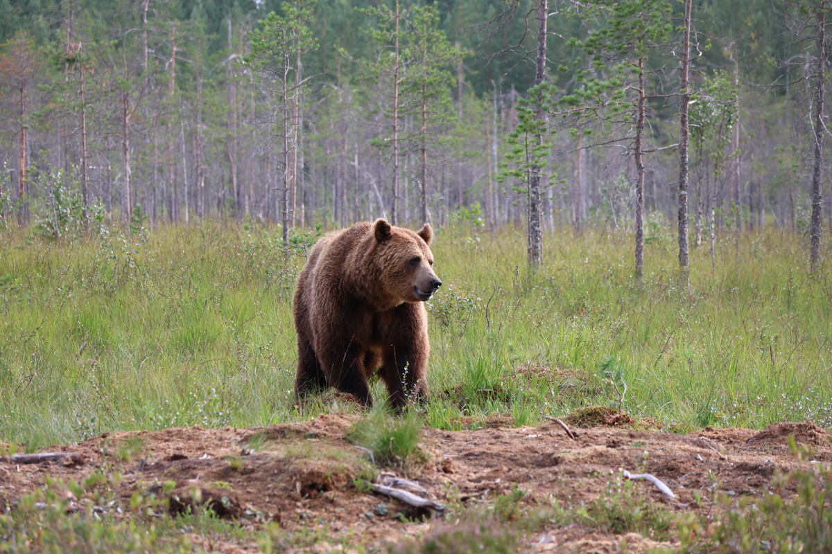 Susi- ja karhukojuilla Kuhmossa 27