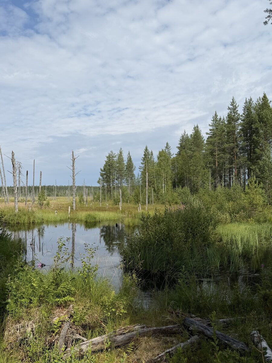 Susi- ja karhukojuilla Kuhmossa 40