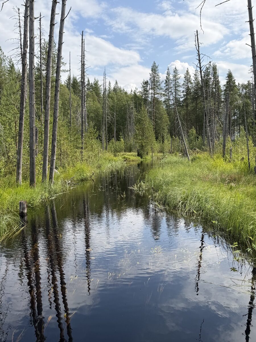 Susi- ja karhukojuilla Kuhmossa 38