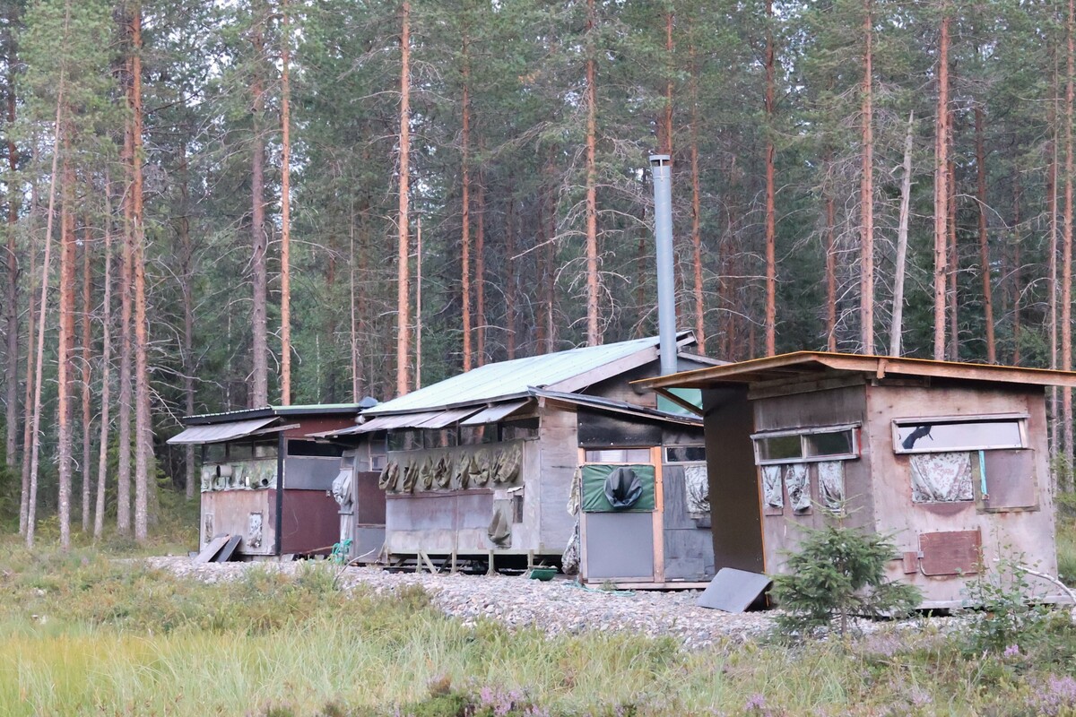 Susi- ja karhukojuilla Kuhmossa 2