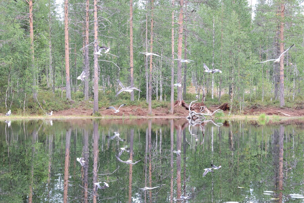 Susi- ja karhukojuilla Kuhmossa 41