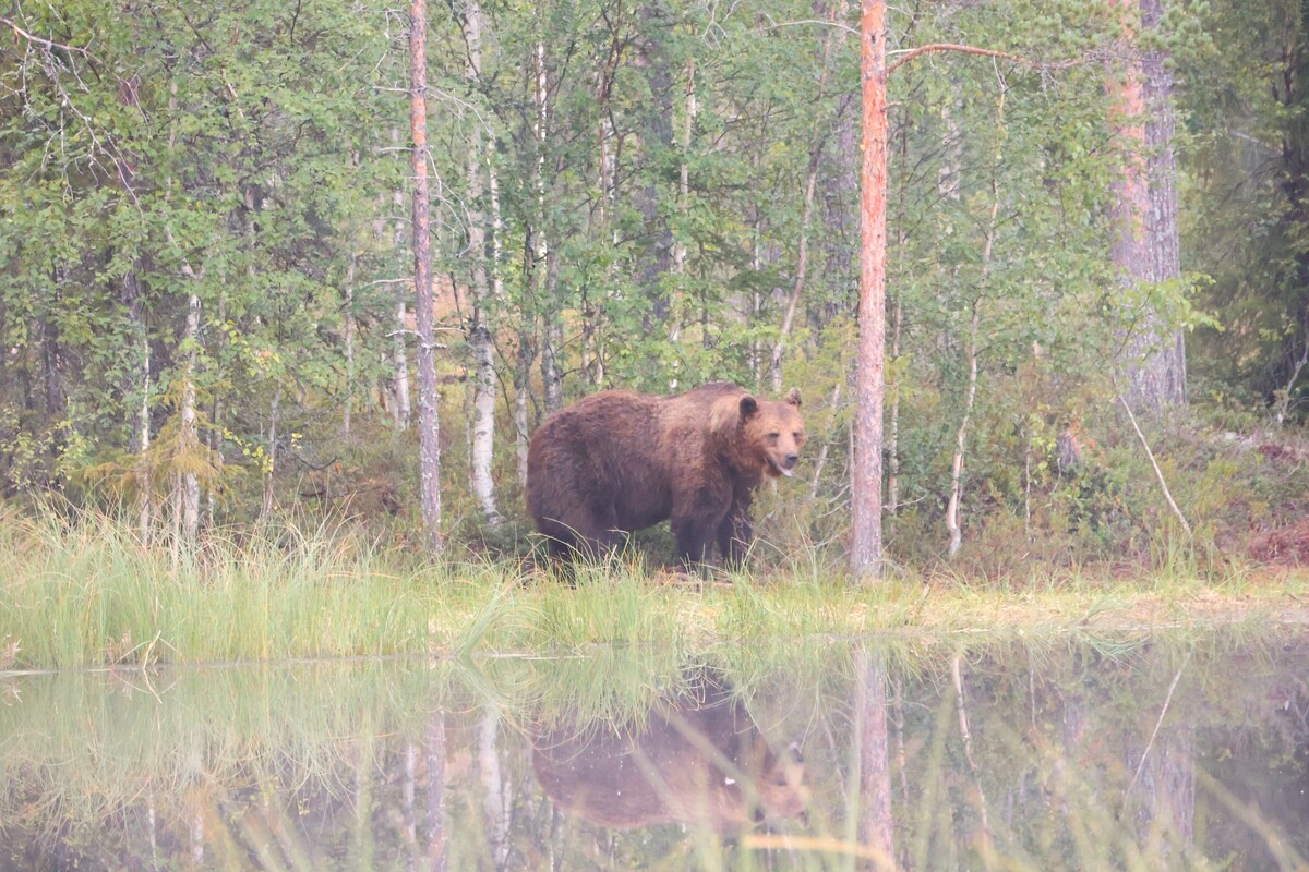 Susi- ja karhukojuilla Kuhmossa 46