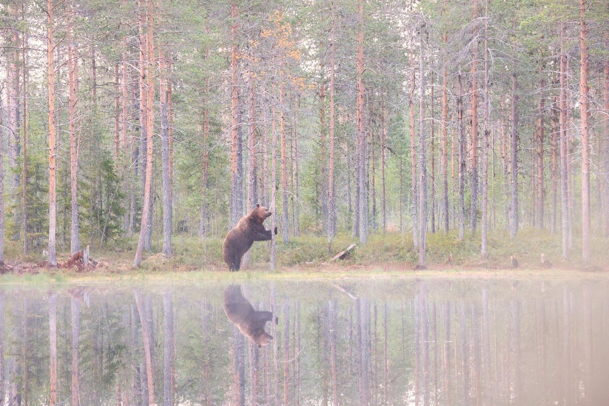 Susi- ja karhukojuilla Kuhmossa 53