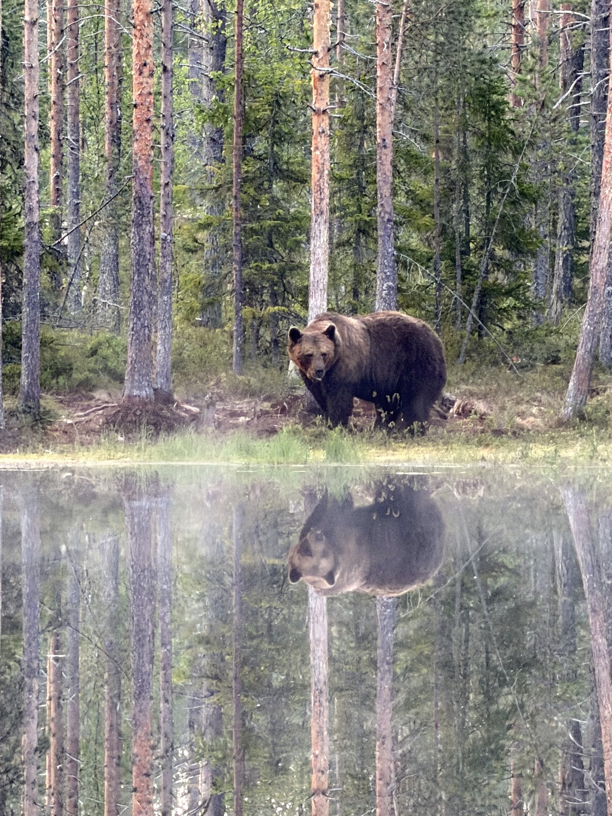 Susi- ja karhukojuilla Kuhmossa 48